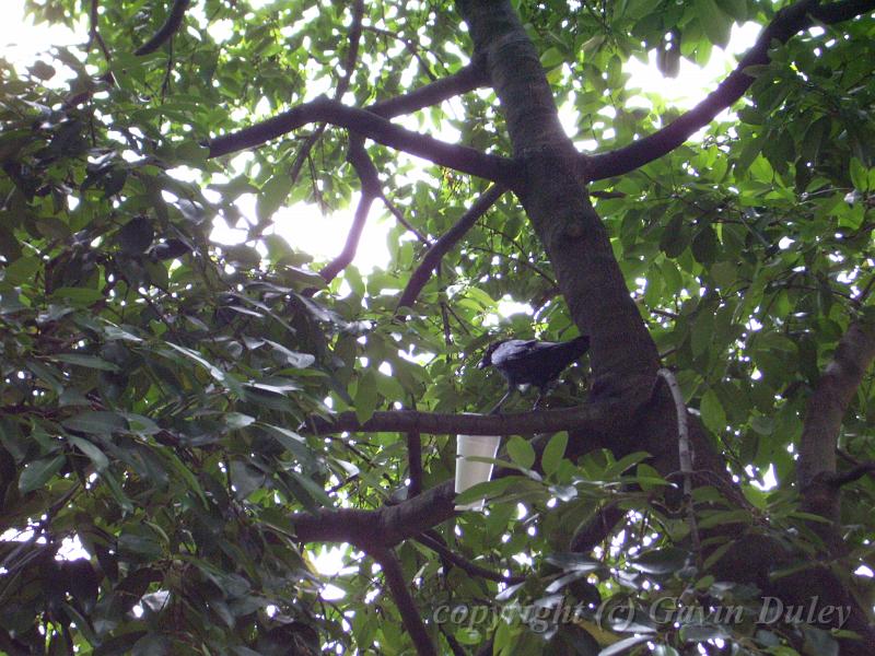 Crow creates havoc with a styrofoam cup, City Botanic Gardens, Sydney IMGP1122.JPG